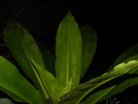 Image of <i>Cochliostema odoratissimum</i> Lem.