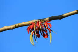 Image of Erythrina ulei Harms