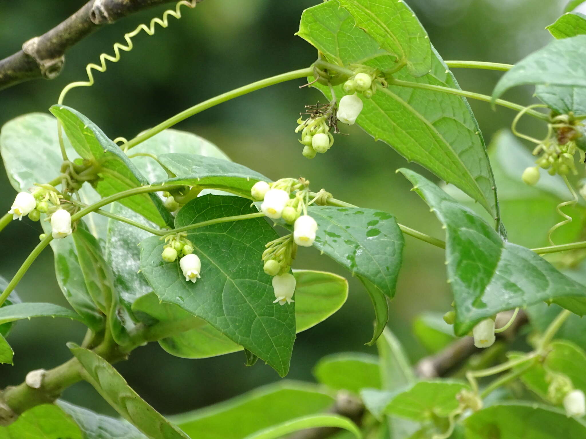 Image of Solena amplexicaulis (Lam.) Gandhi ex Saldanha & Nicolson