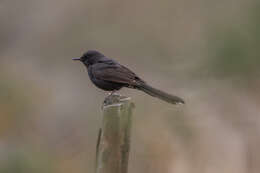 Image of Black Bush Robin