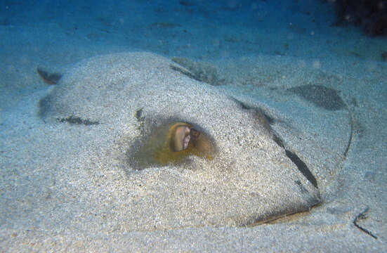 Image of Common Stingray