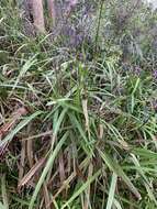 Image of cerulean flaxlily