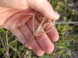 Image of Fringed Windmill Grass