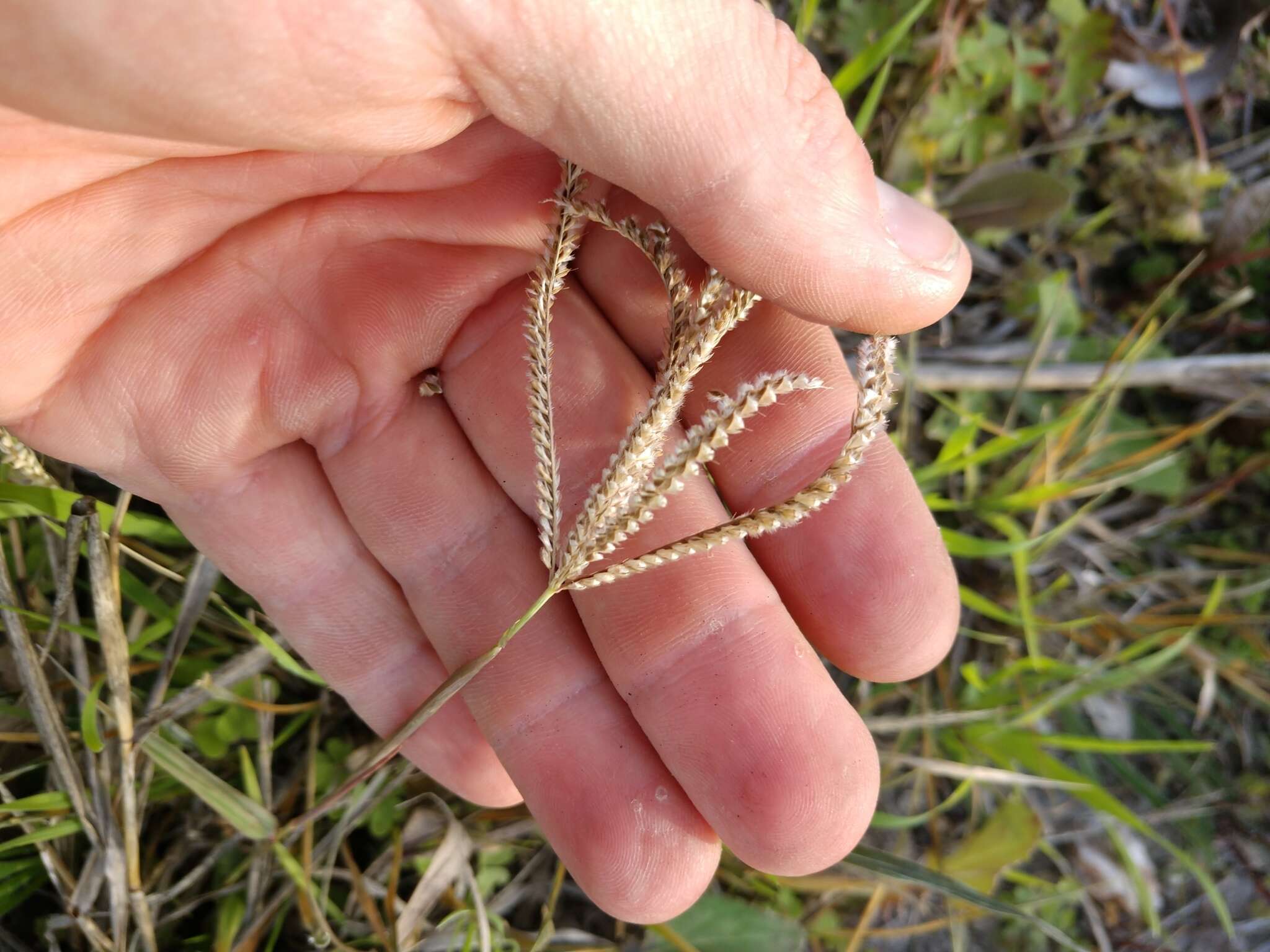 Image of Fringed Windmill Grass