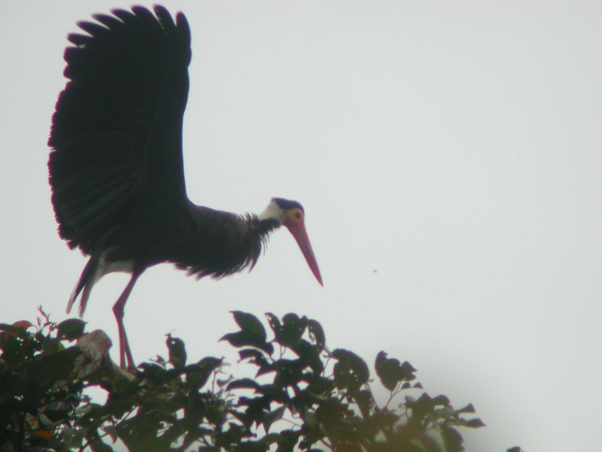 Image of Storm's Stork