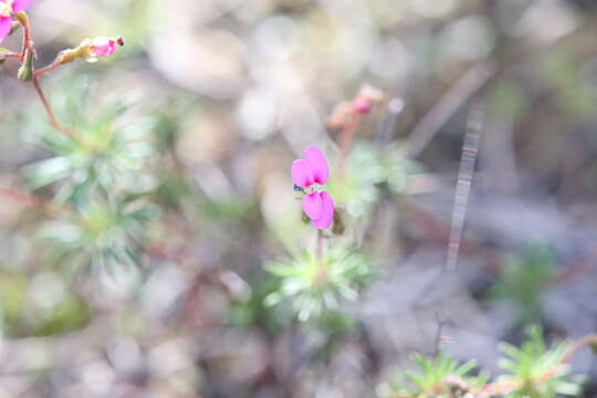 Image of Stylidium septentrionale (Mildbr.) A. Lowrie, A. H. Burbidge & K. F. Kenneally