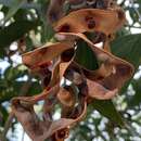 Image of Acacia oraria F. Muell.
