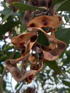 Image of Acacia oraria F. Muell.