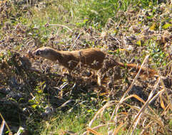 Image of Japanese Weasel