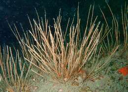 Image of antenna hydroid