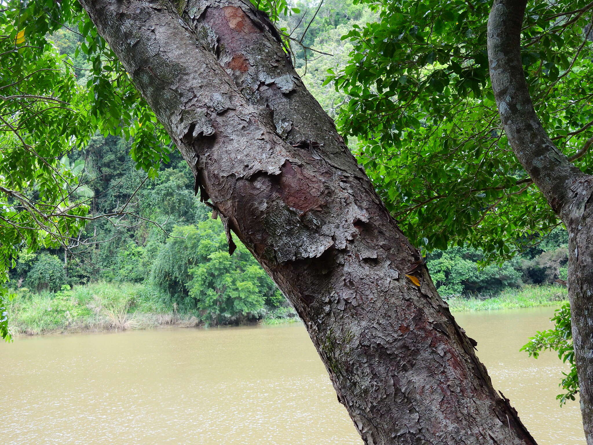 Image of Ganophyllum falcatum Bl.