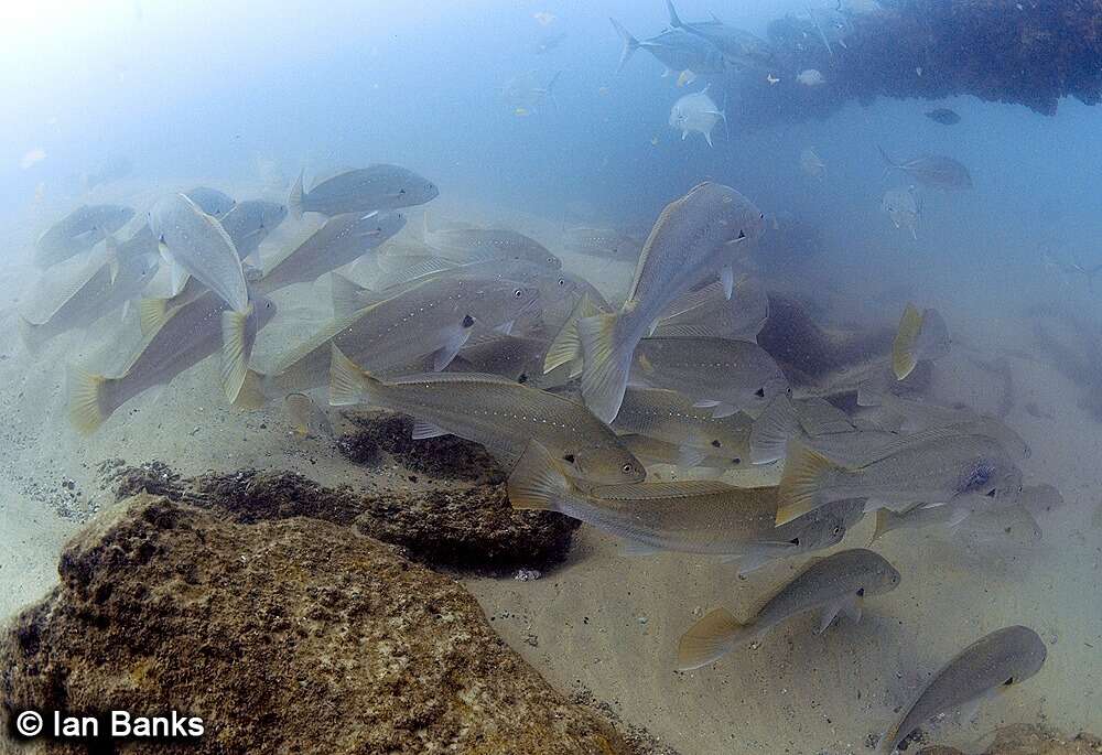 Image of Argyrosomus hololepidotus