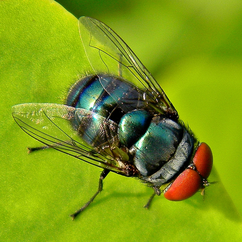 Image result for blow flies