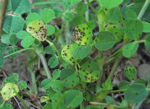 Image of Pseudopeziza medicaginis (Lib.) Sacc. 1887