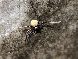 Image of Xysticus alboniger Turnbull, Dondale & Redner 1965