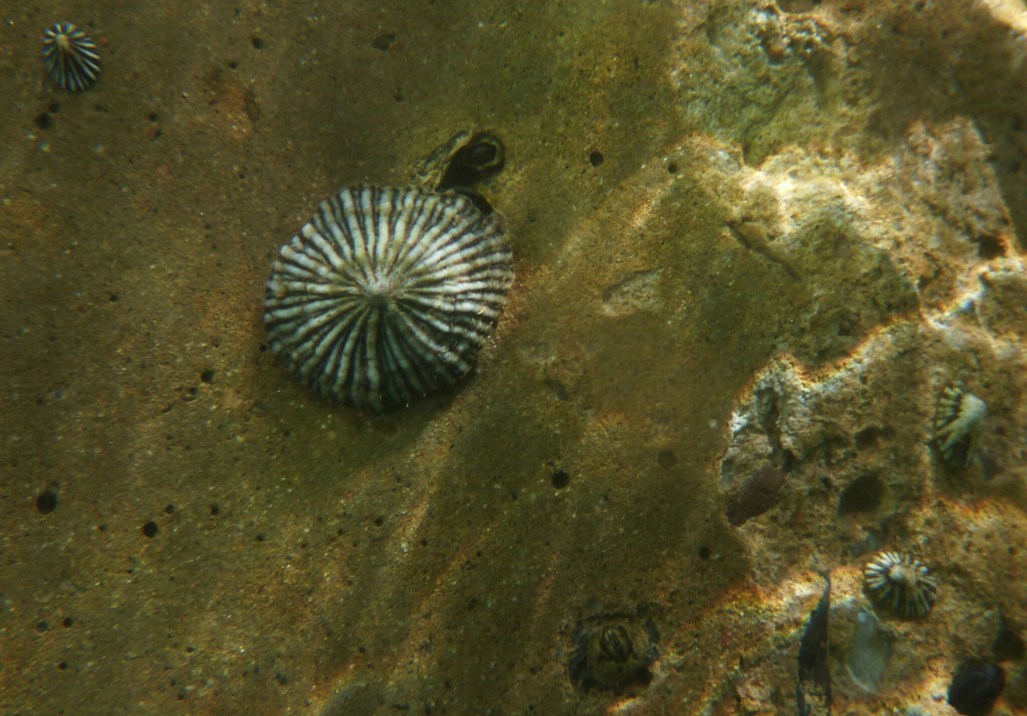 Image of Siphonaria diemenensis Quoy & Gaimard 1833