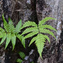 Image of Woodwardia japonica (L. fil.) Sm.