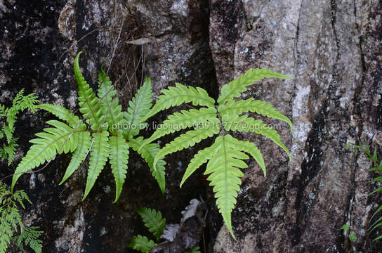 Image of Woodwardia japonica (L. fil.) Sm.