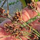 Image of Bulbous Sedge