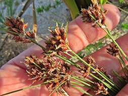 Image of Ficinia bulbosa (L.) Nees