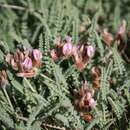 Image of Astragalus coluteoides Willd.