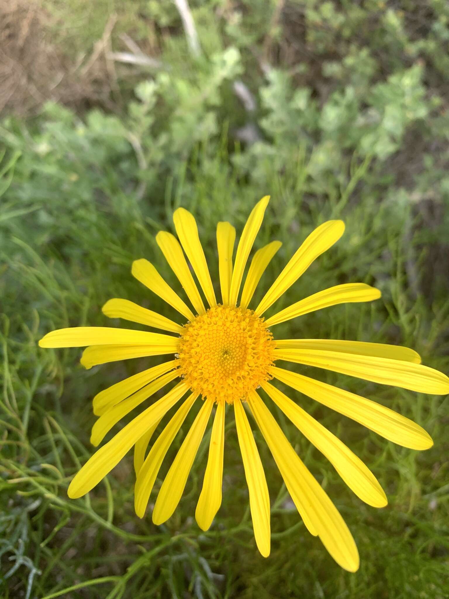 Image of Clanwilliam daisy