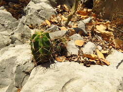 Image of Echinocereus coccineus subsp. transpecosensis