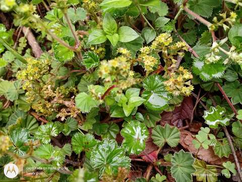 Image of Lachemilla pectinata (Kunth) Rothm.