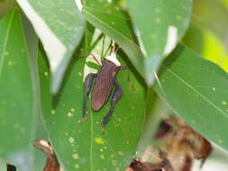 Image of Pseudomictis obtusispinus Xiong 1987