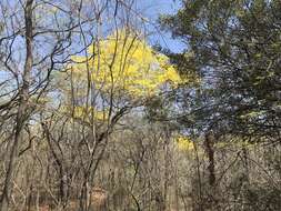 Imagem de Handroanthus billbergii (Bureau & K. Schum.) S. O. Grose