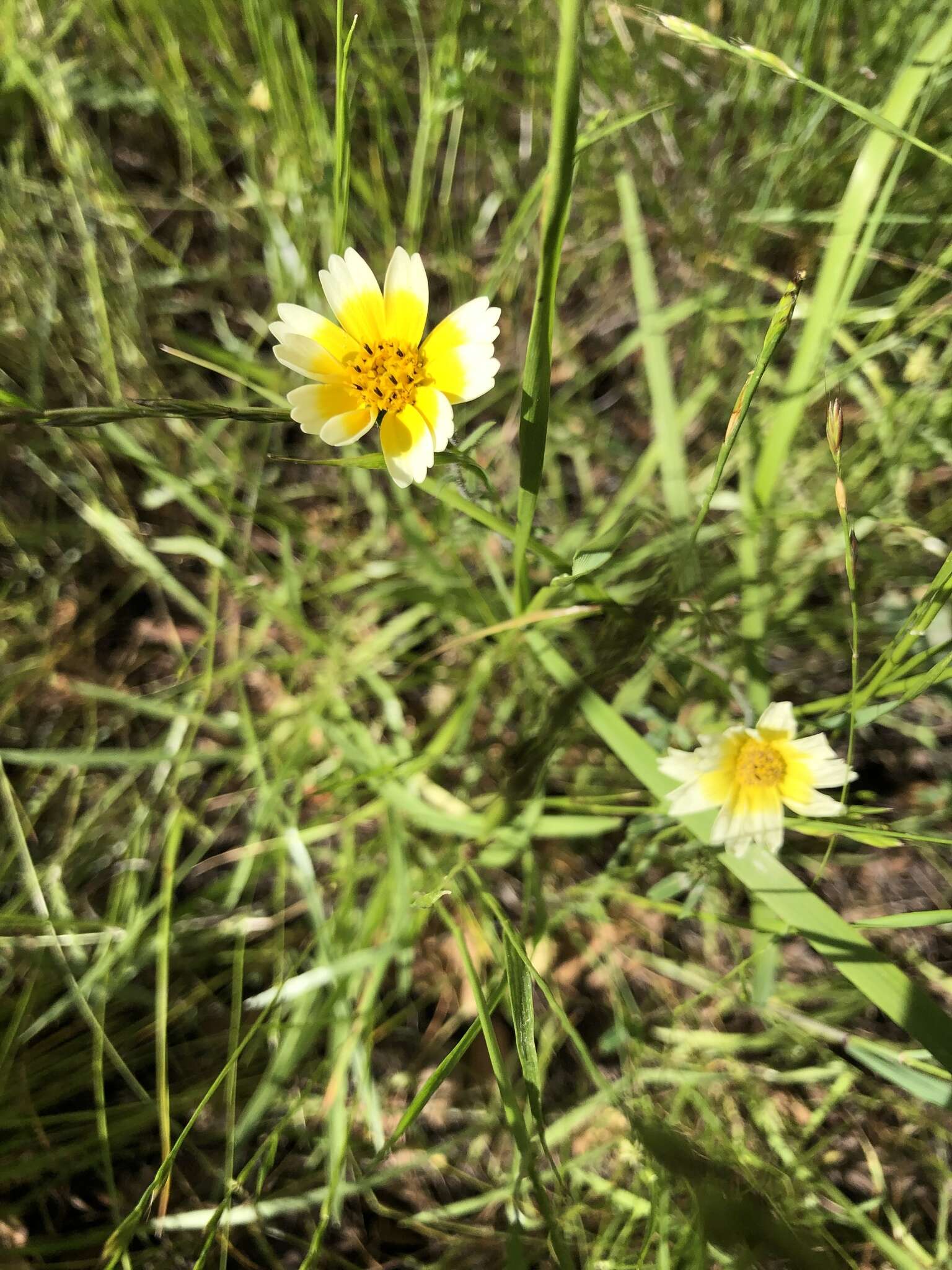 Image of woodland tidytips