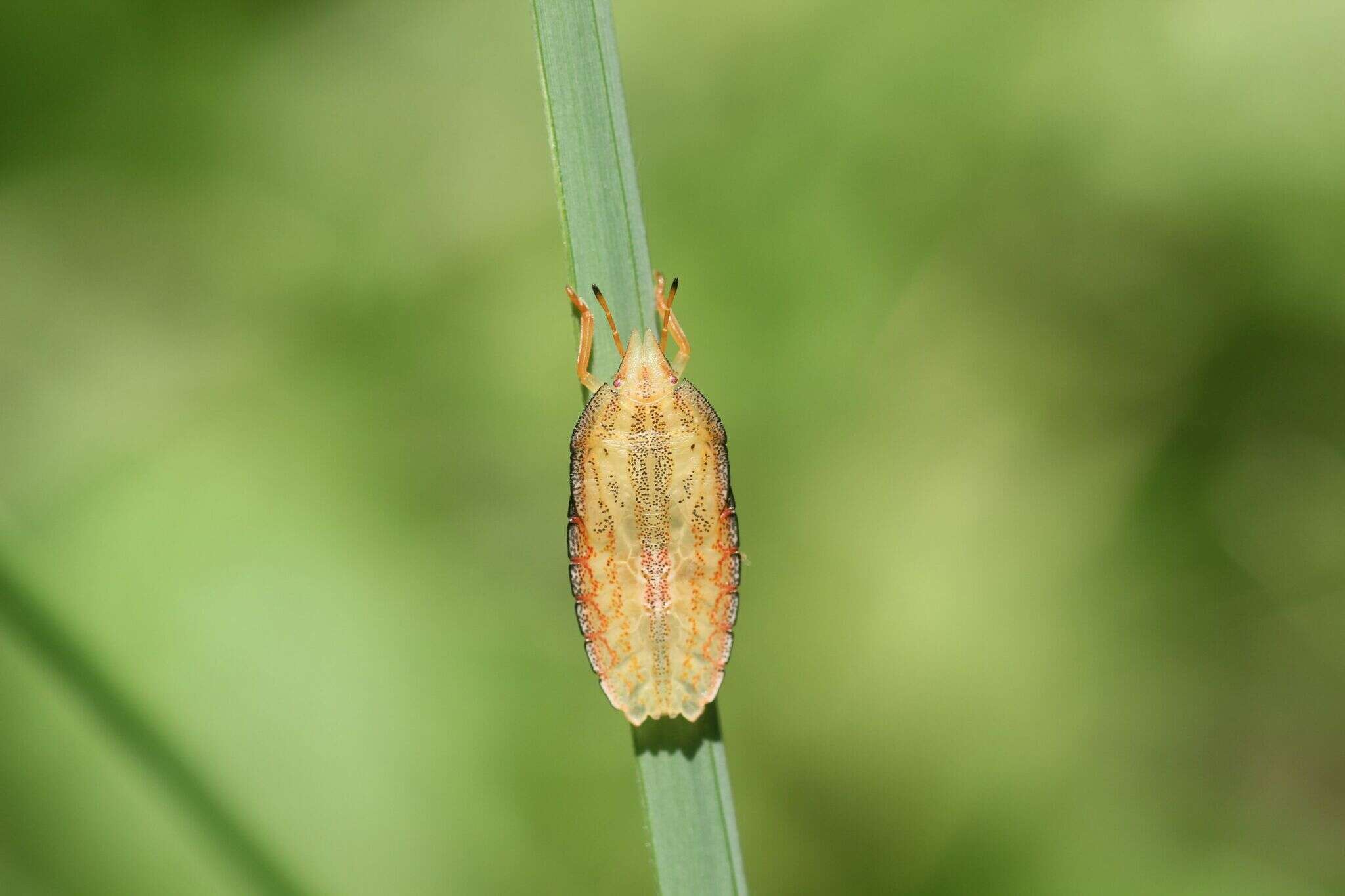 Imagem de Gonopsis affinis