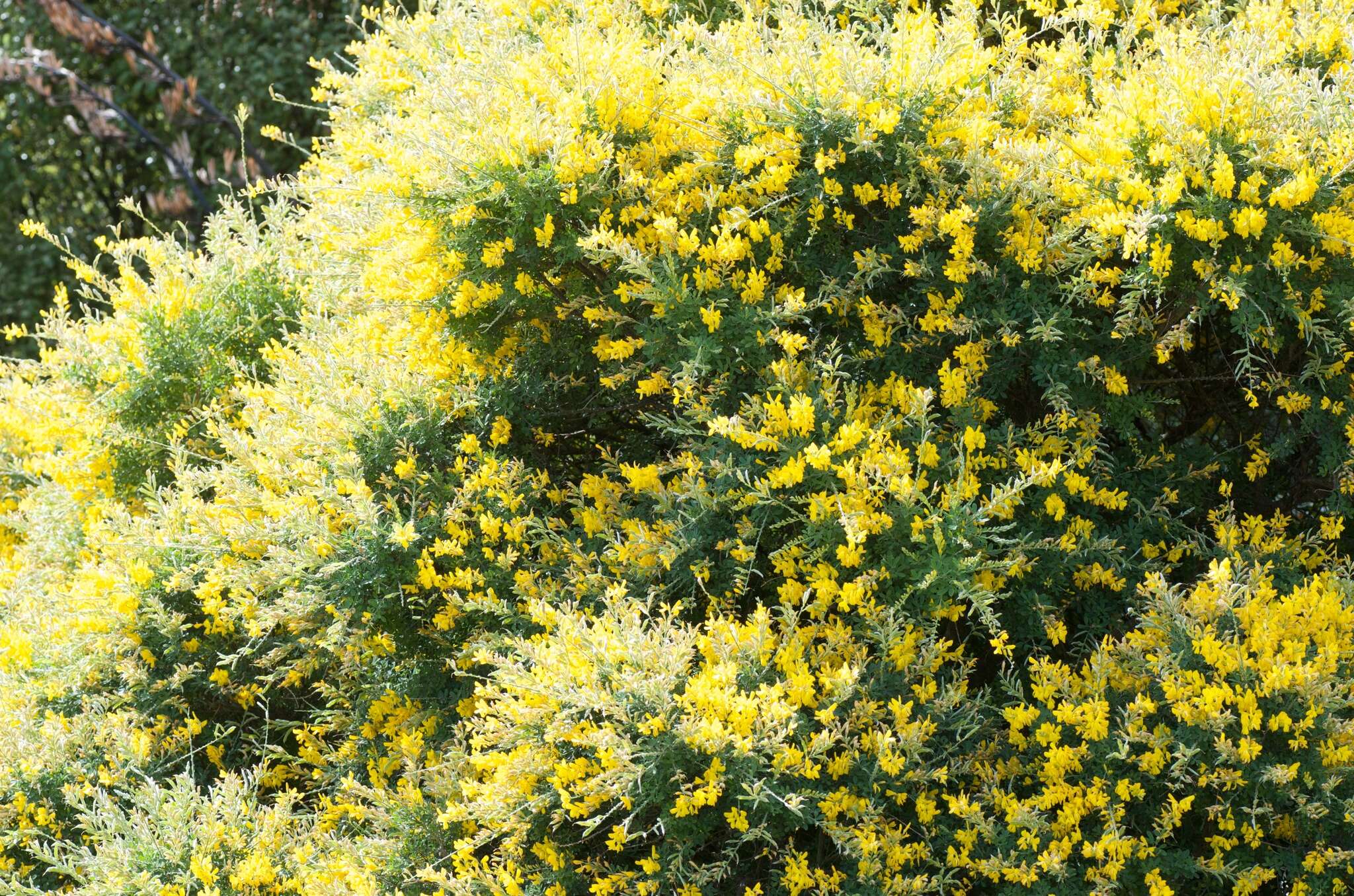 Image of French broom