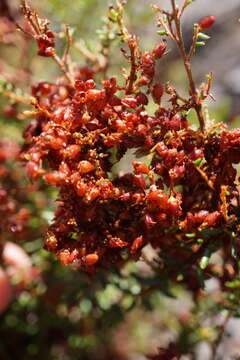 Image of Erica interrupta (N. E. Br.) E. G. H. Oliver