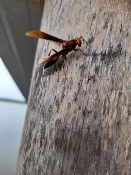 Image of Polistes infuscatus Lepeletier 1836