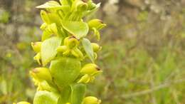 Image de Satyrium odorum Sond.