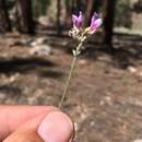 Imagem de Astragalus gilensis Greene