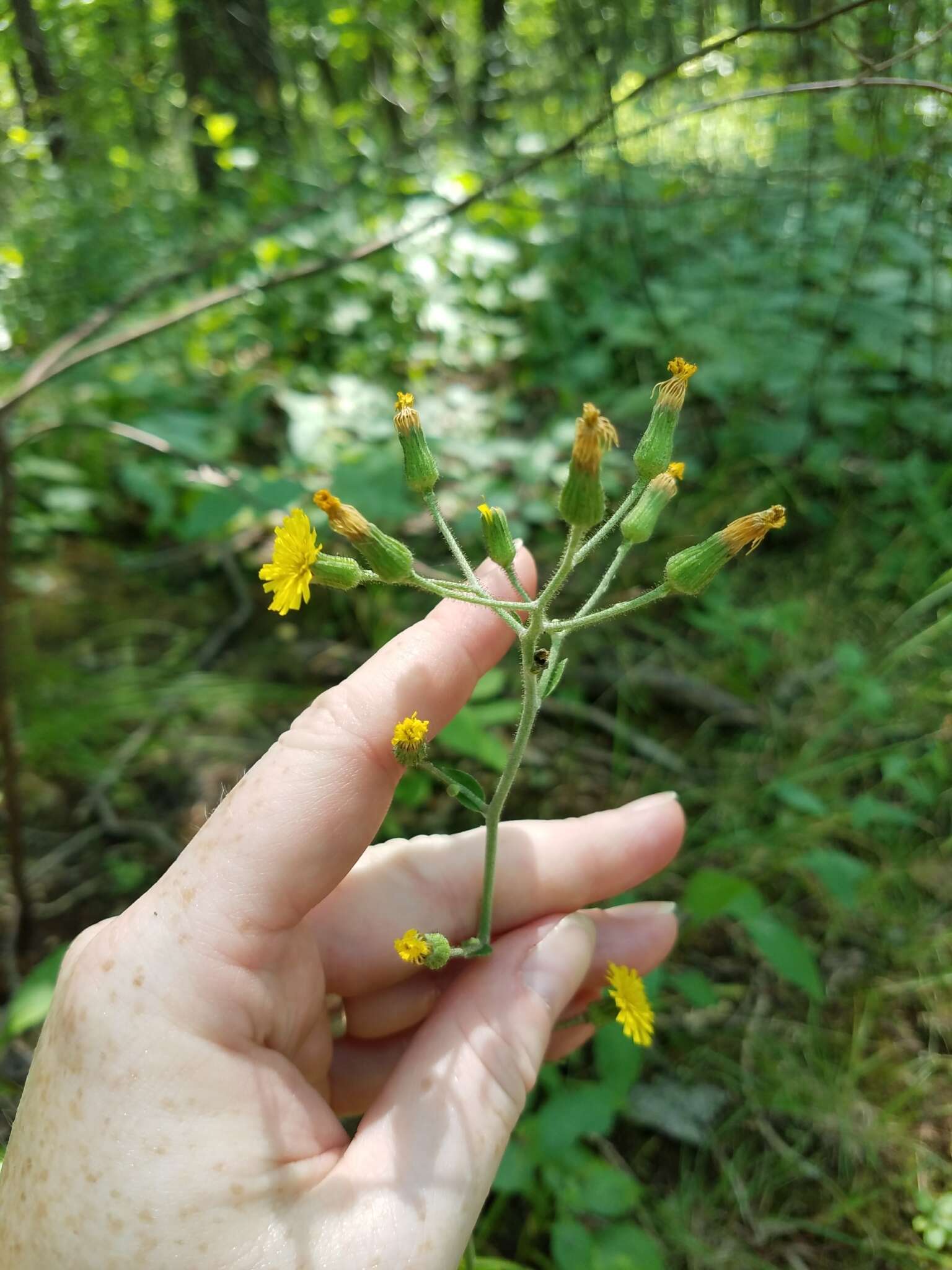 Image of rough hawkweed