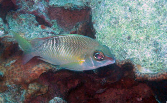 Image of Pearly monocle bream