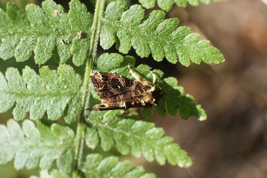 Image of Callopistria pulchrilinea Walker 1862