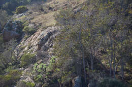 Image of fern-leaf Catalina ironwood