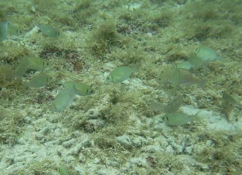 Image of Forktail rabbitfish