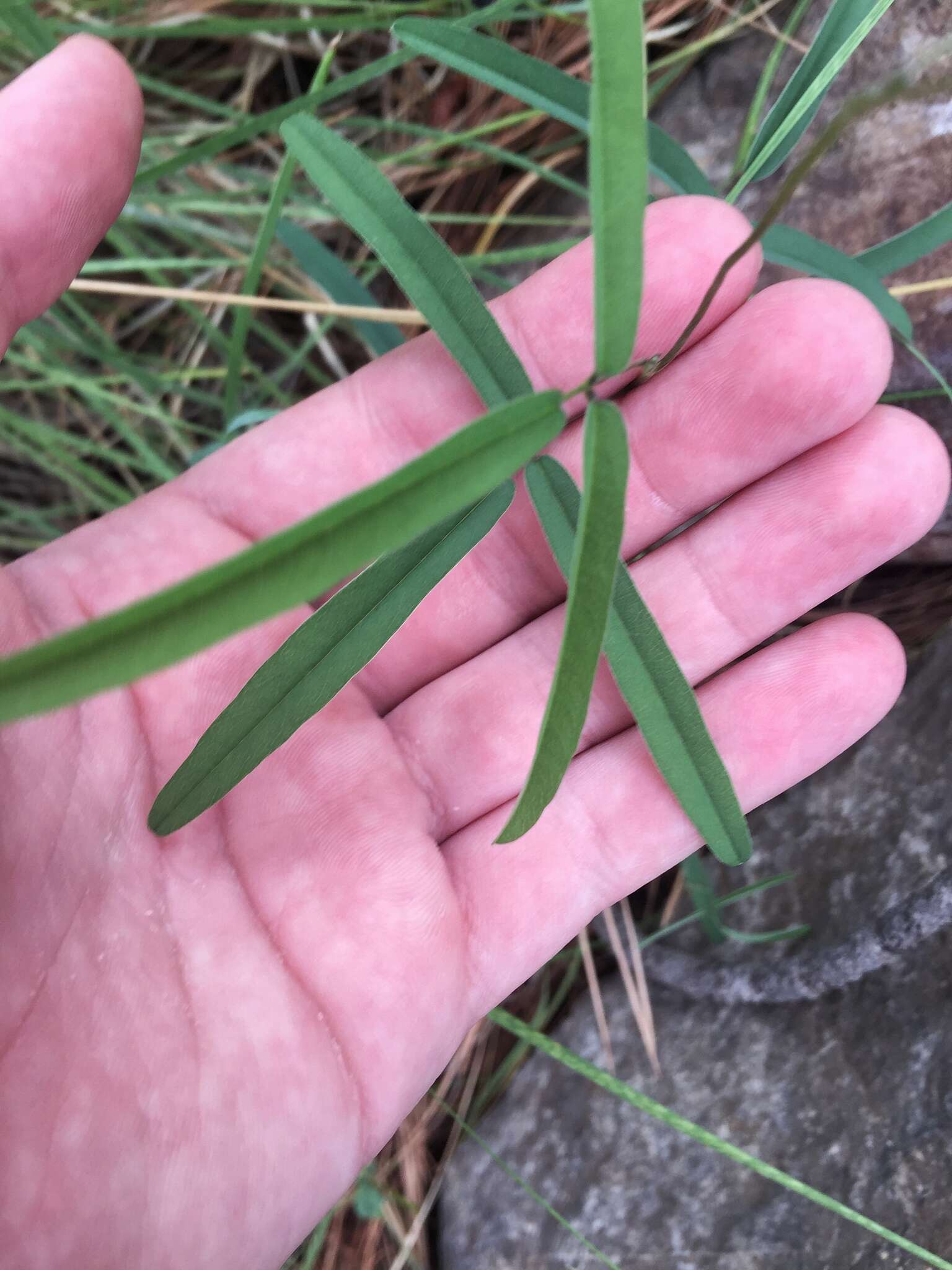 Image of longleaf cologania