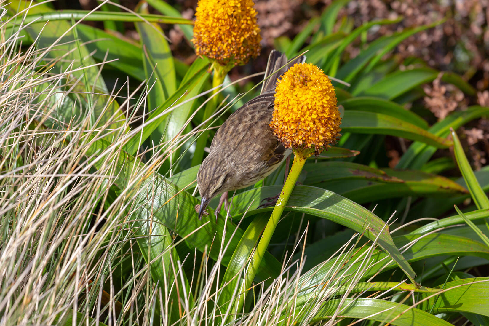 Image of Auckland Island Pipit