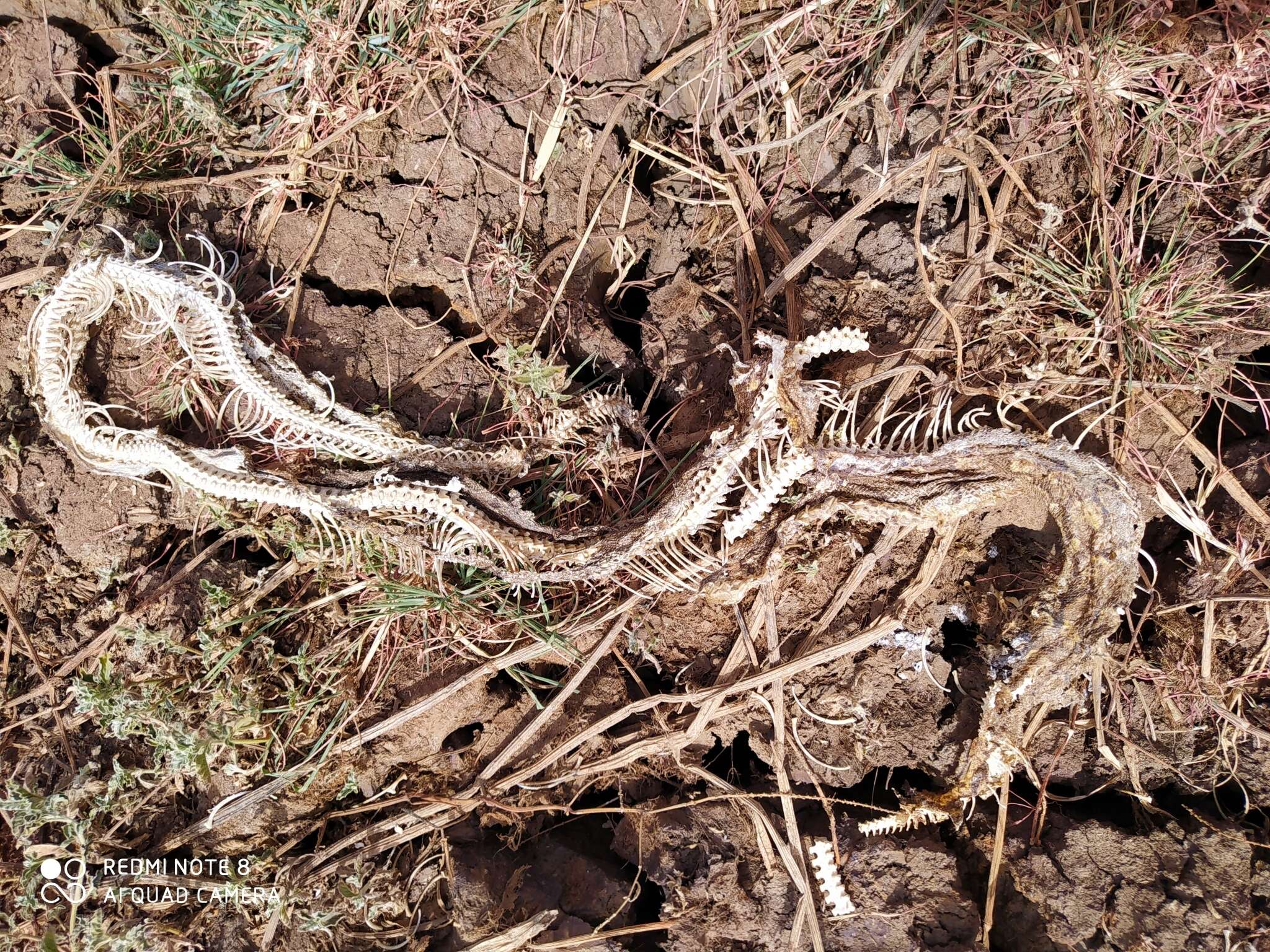 Image of African rock python