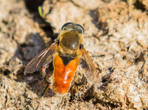 Plancia ëd <i>Polydontomyia curvipes</i>