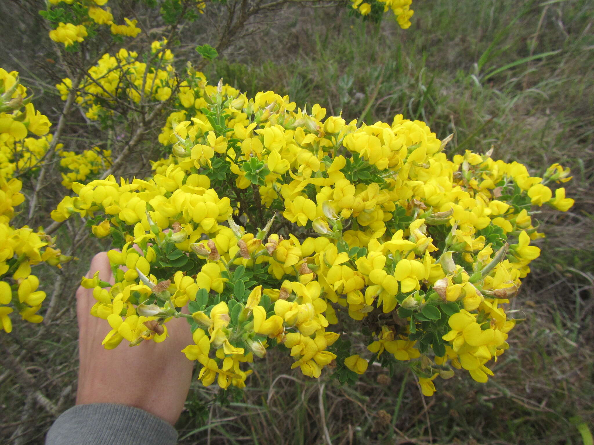 Image of Argyrolobium crassifolium Eckl. & Zeyh.