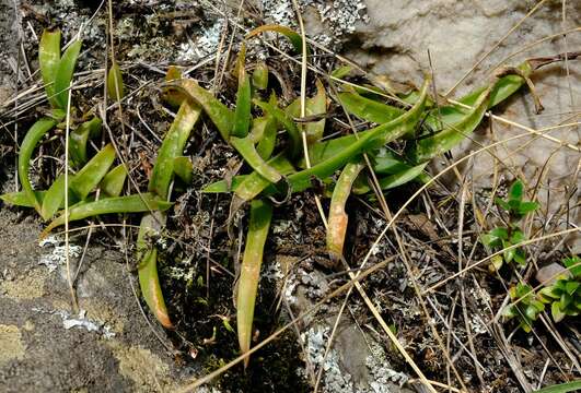 Image of Aloe thompsoniae Groenew.