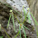 Image of Euphorbia sphaerorhiza Benth.