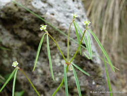 Image of Euphorbia sphaerorhiza Benth.